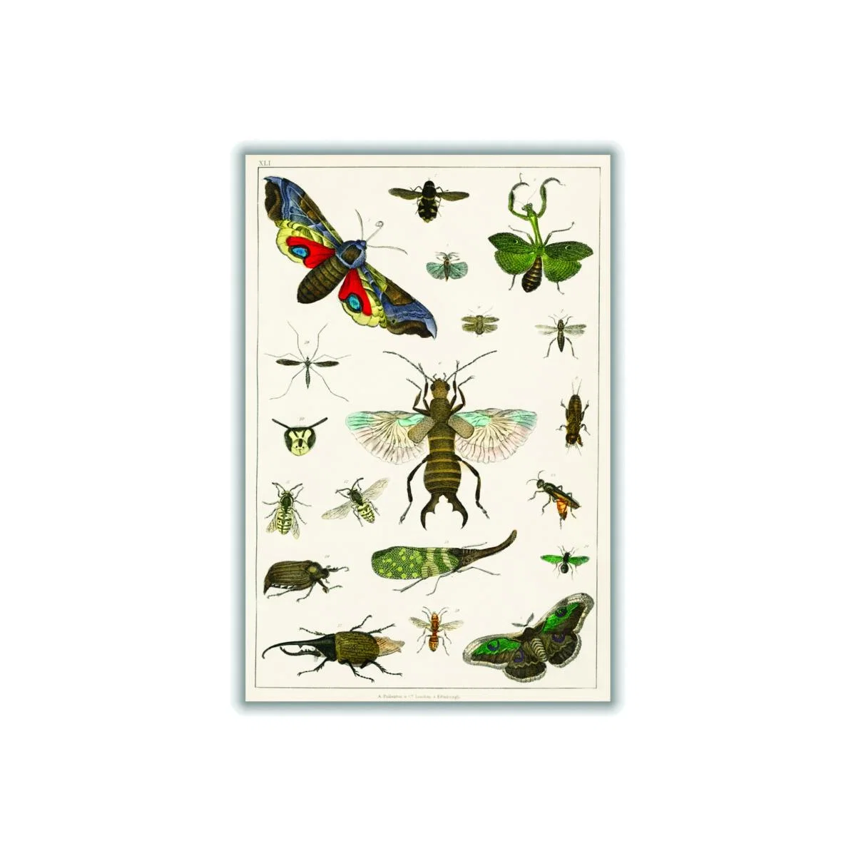 Various Insects Medium Stanley Print House – image 1