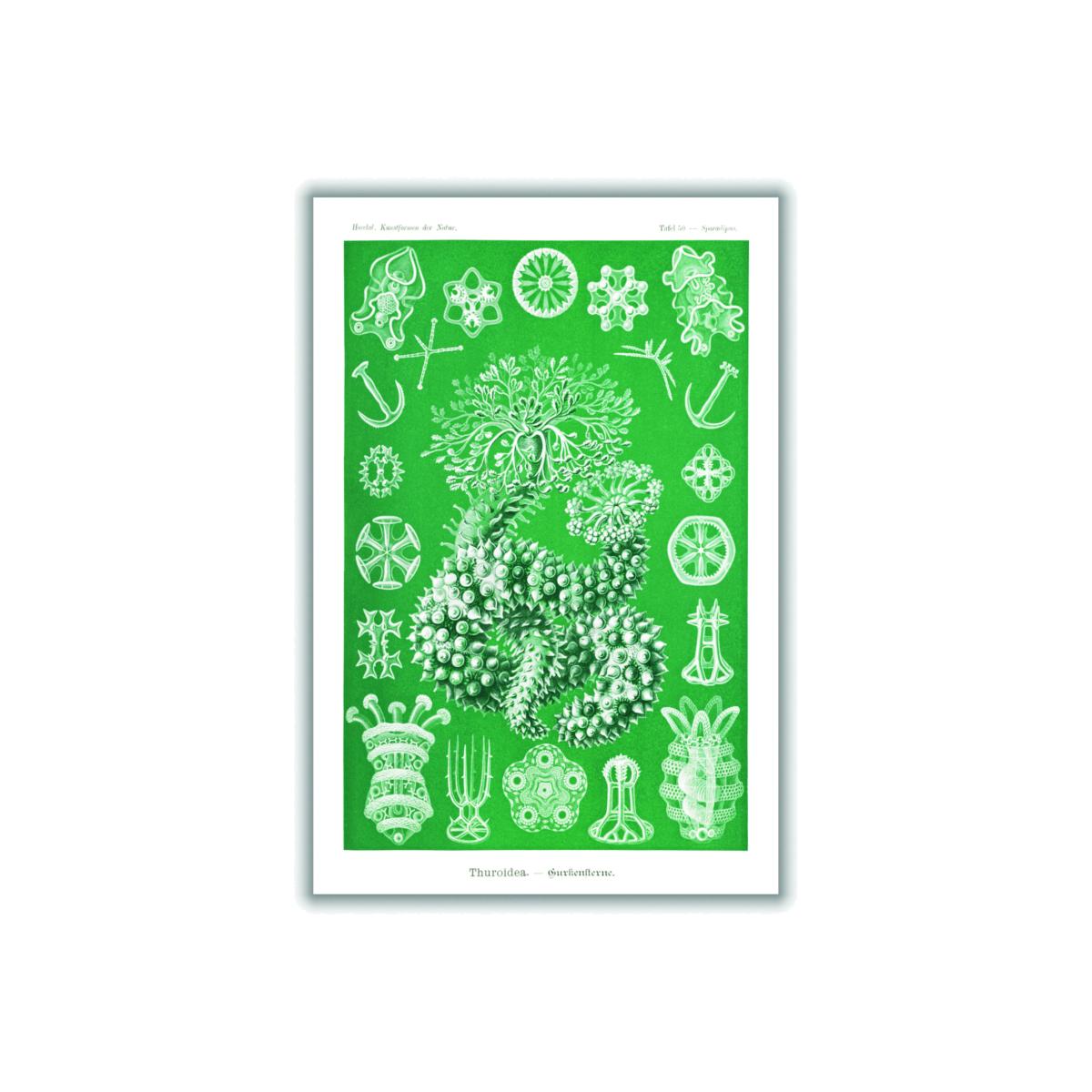 Green Thuroidea-Gurkensterne By Ernst Haeckel A4 210 X 297Mm Stanley Print House – image 1