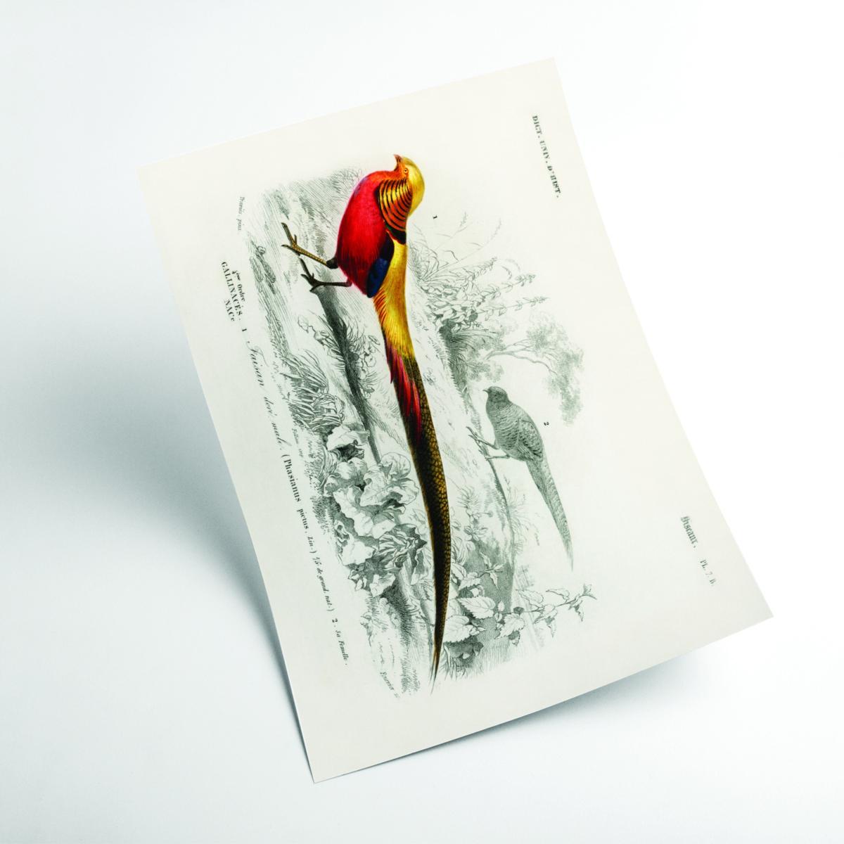 Yellow / Orange Male Golden Pheasant Extra Small Stanley Print House – image 2