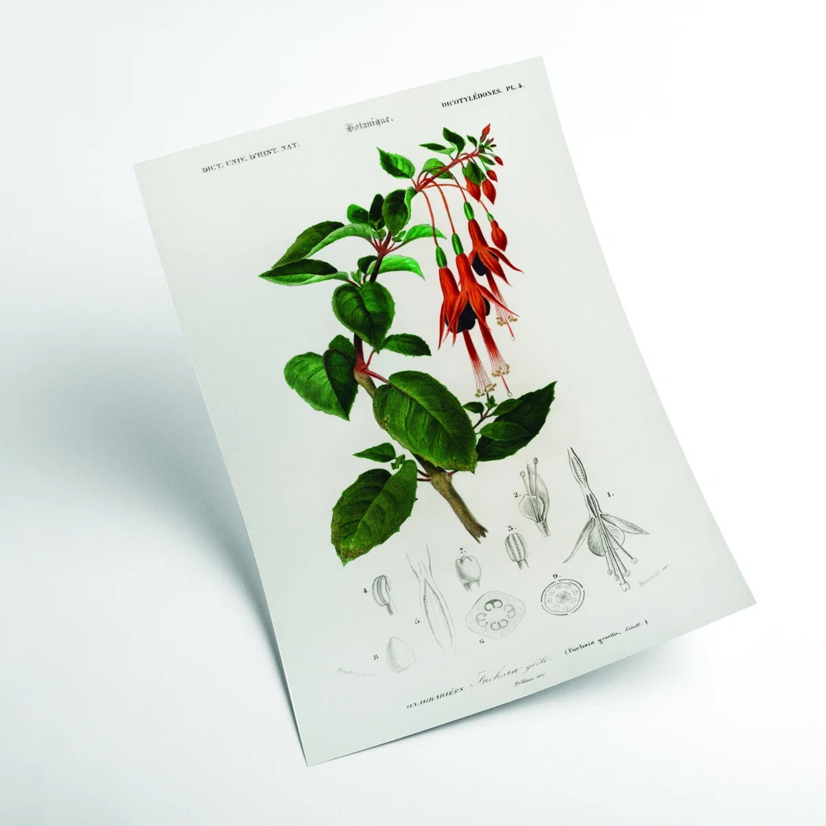 Hummingbird Print - Fuchsia A4 210 X 297Mm Stanley Print House – image 2