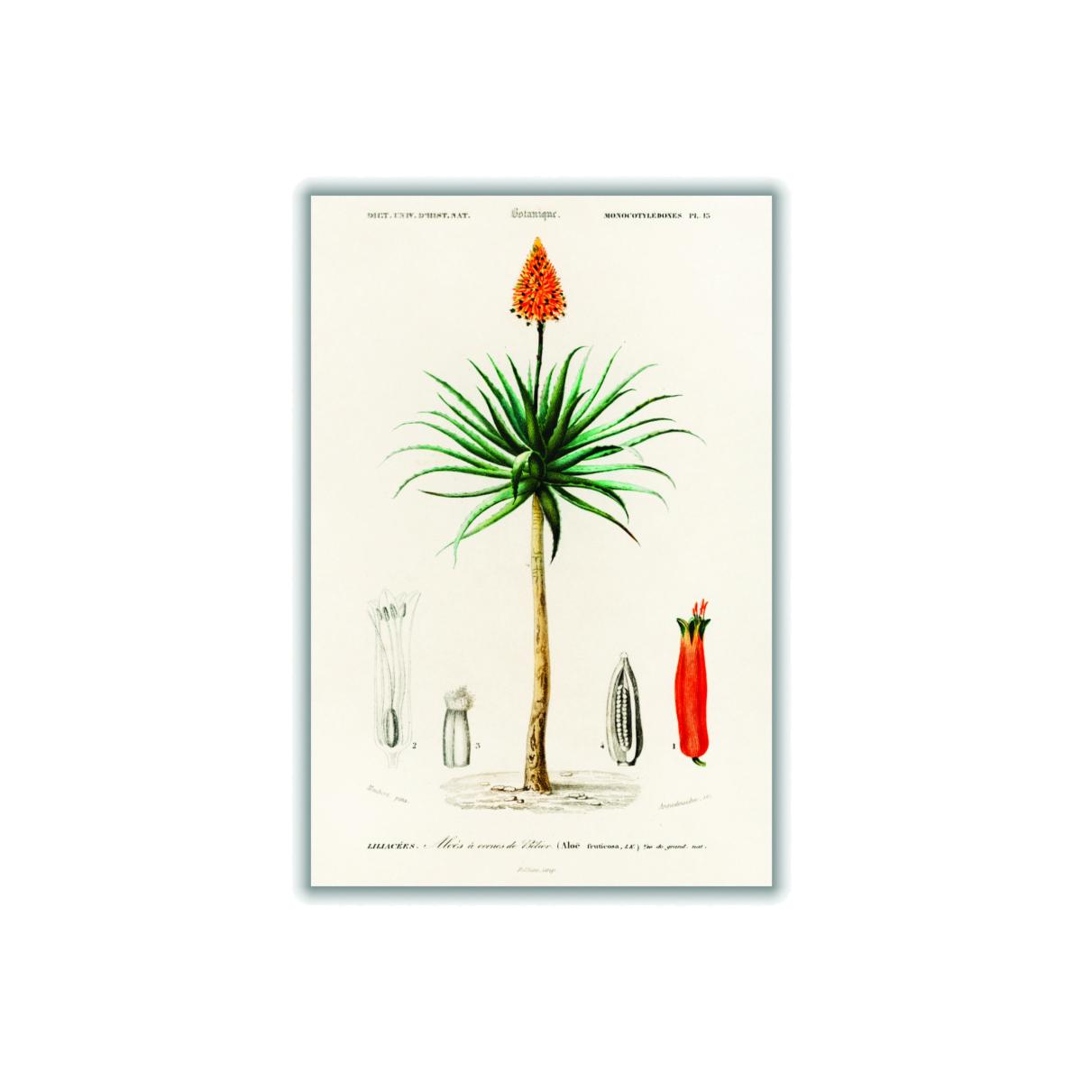 Candelabra Aloe Print A3 297 X 420Mm Stanley Print House – image 1