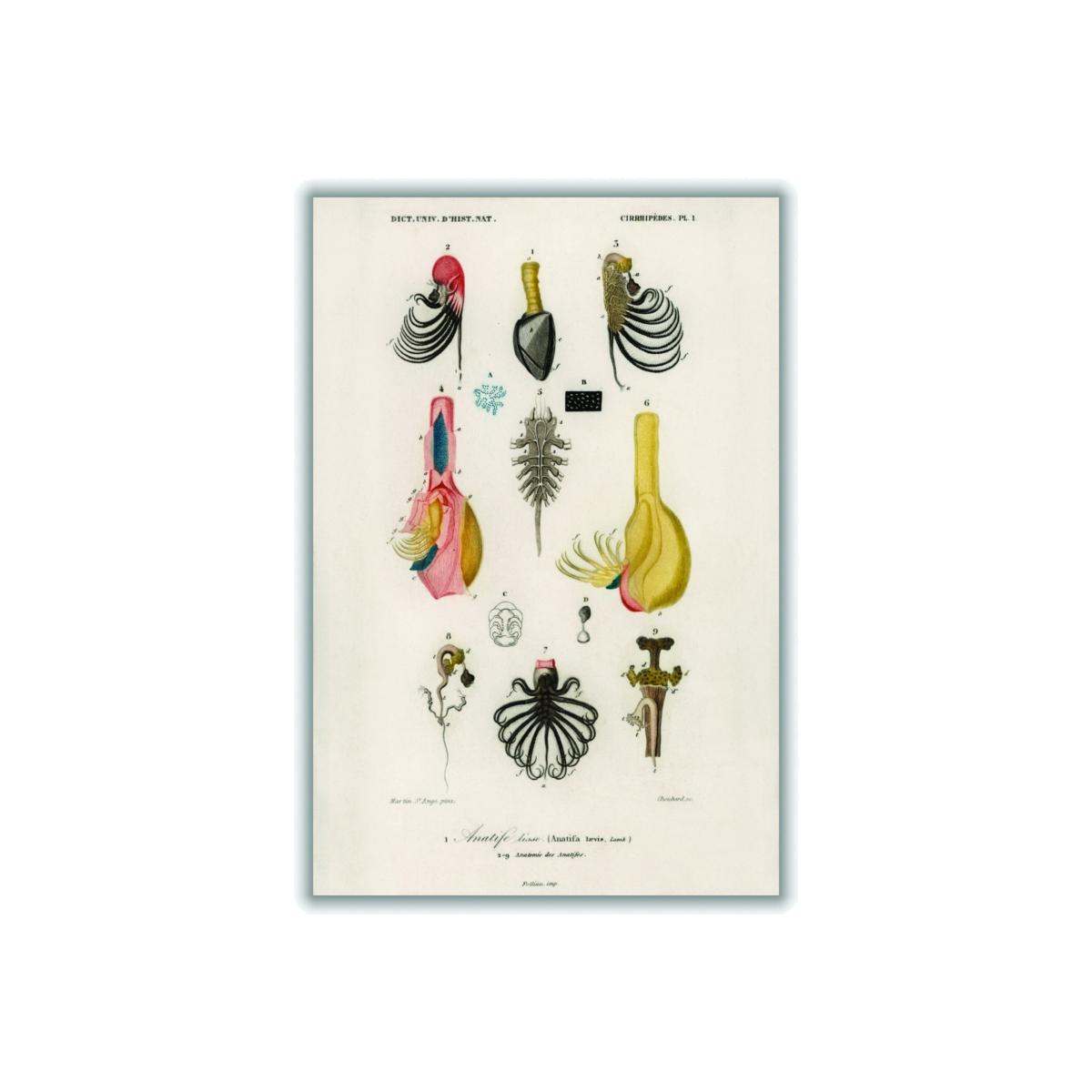 Neutrals Anatifa Laevis Small Stanley Print House – image 1