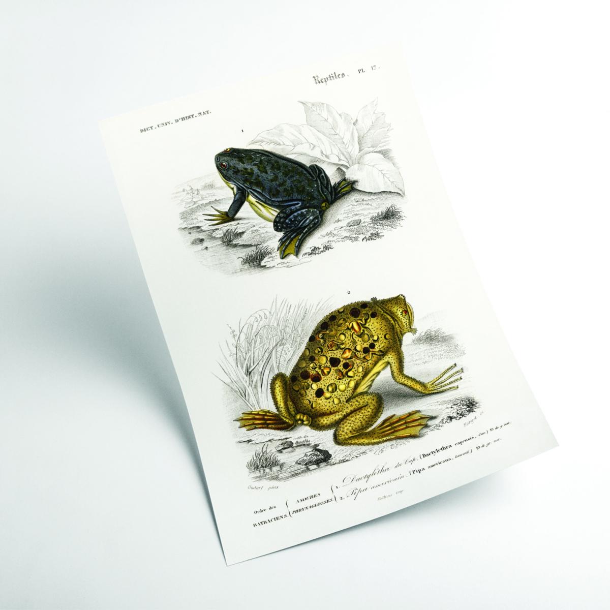 Shrinking Frogand Surinam Toad A3 297 X 420Mm Stanley Print House – image 2