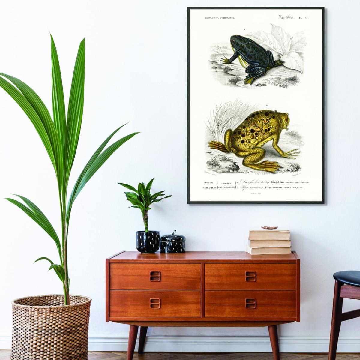 Shrinking Frogand Surinam Toad A3 297 X 420Mm Stanley Print House – image 3