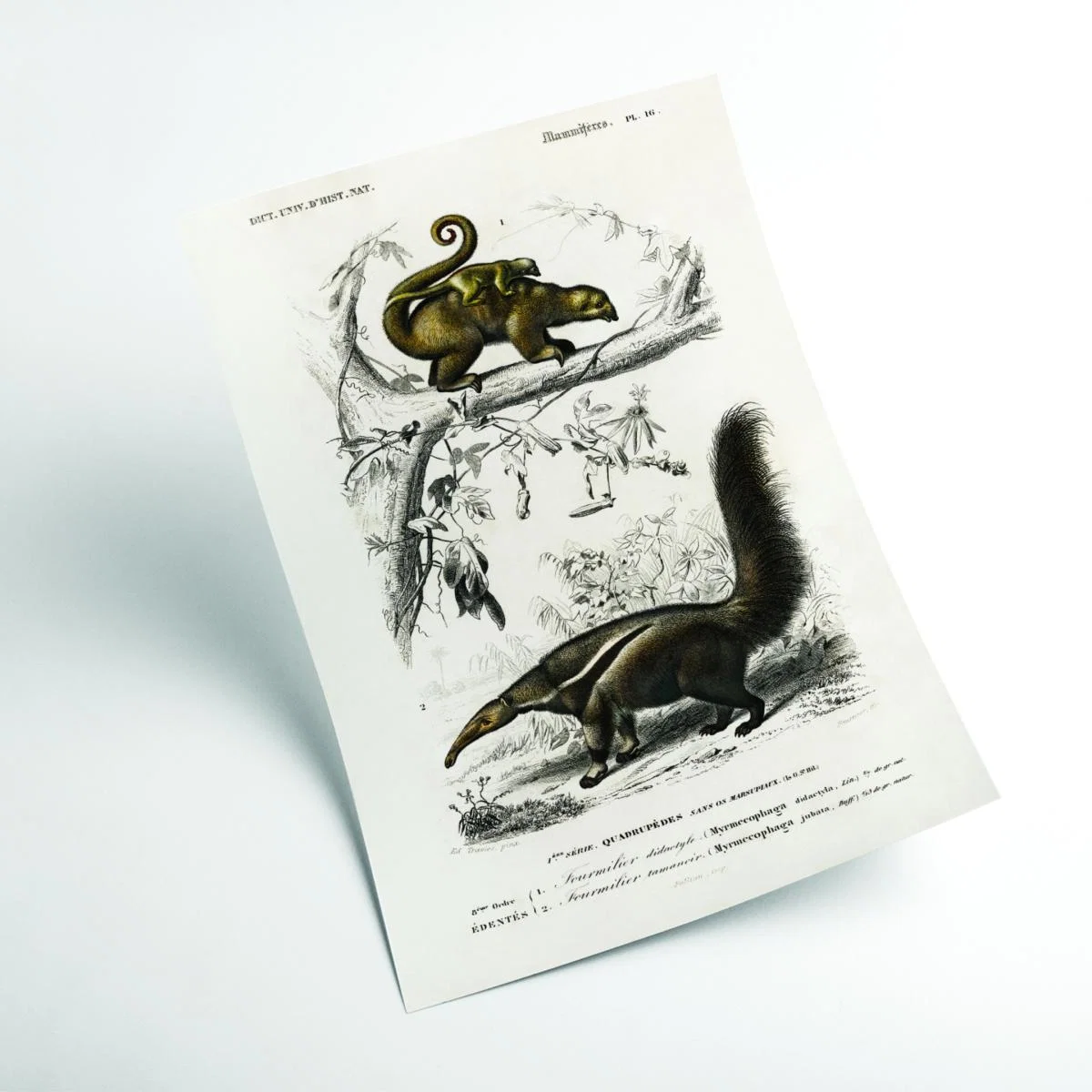 Brown Pygmy Anteater Medium Stanley Print House – image 2