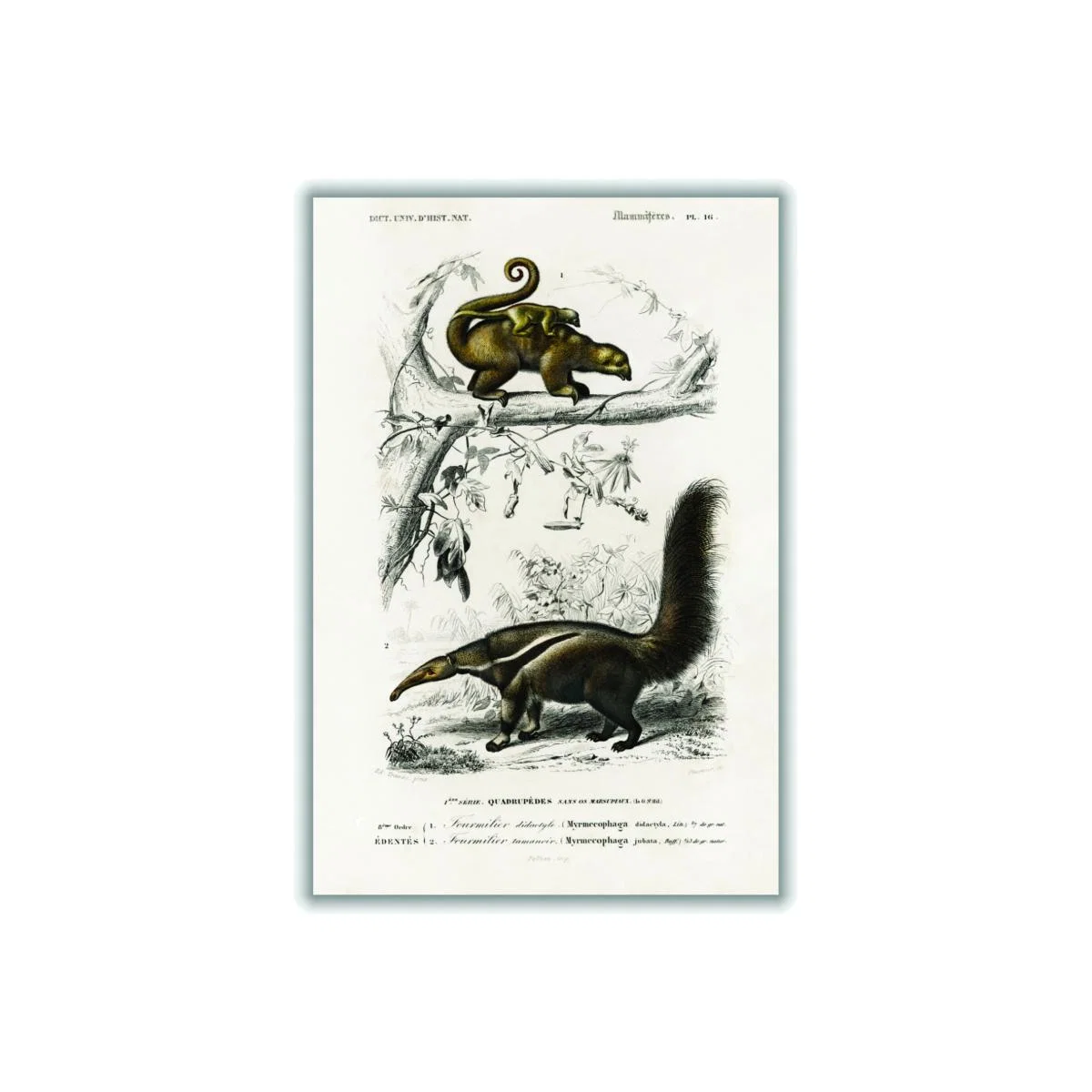 Brown Pygmy Anteater Medium Stanley Print House – image 1