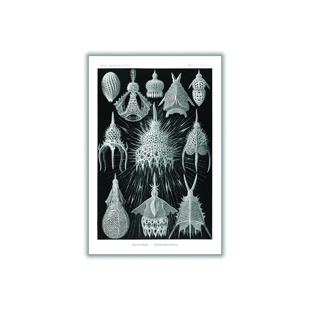 Grey Crytoidea-Flaschenstrahlinge By Ernst Haeckel A3 297 X 420Mm Stanley Print House – image 1