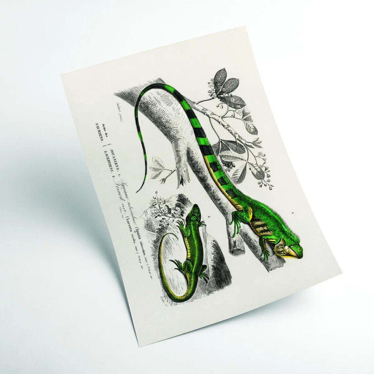Green Lizard And Green Lizard A3 297 X 420Mm Stanley Print House – image 2