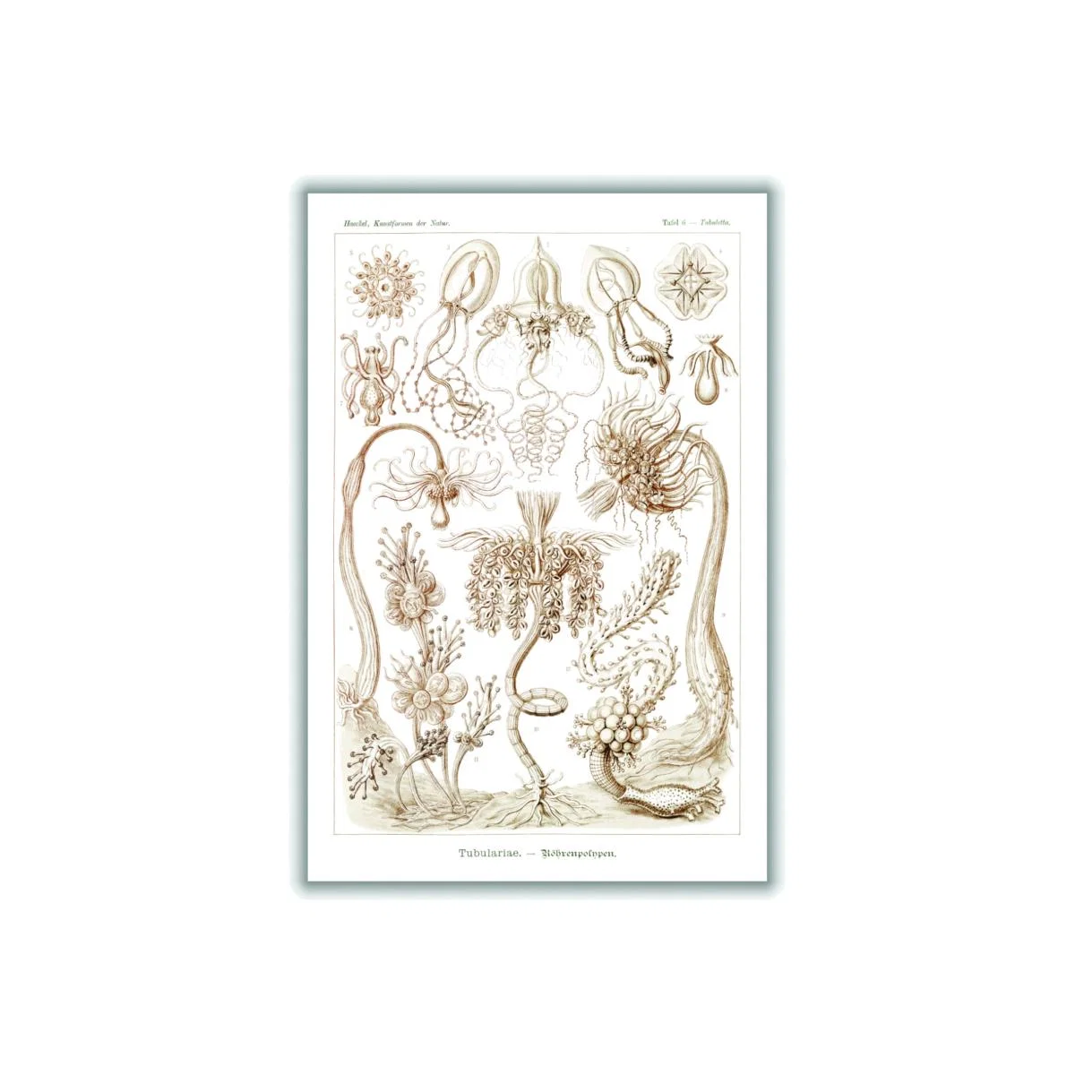 Rose Gold Diatomea-Schachtellinge I By Ernst Haeckel A4 210 X 297Mm Stanley Print House – image 1