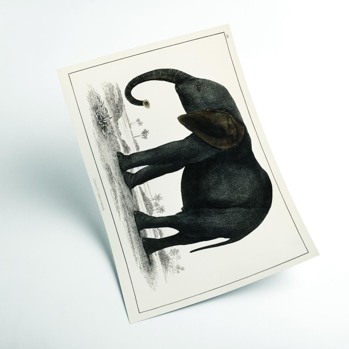 A Portrait Of A Dark Grey Elephant A1 594 X 841Mm Stanley Print House – image 2