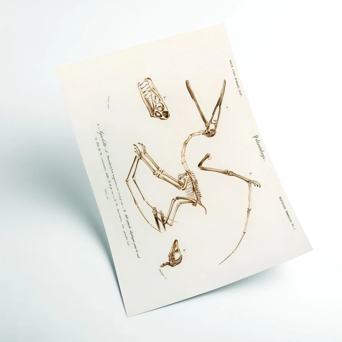 Neutrals Pterosaur A2 420 X 594Mm Stanley Print House – image 2