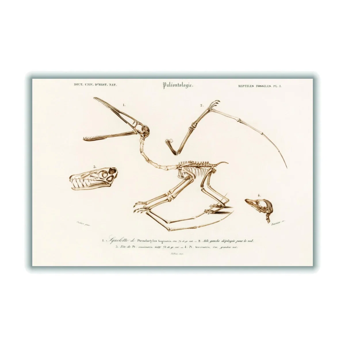 Neutrals Pterosaur A2 420 X 594Mm Stanley Print House – image 1