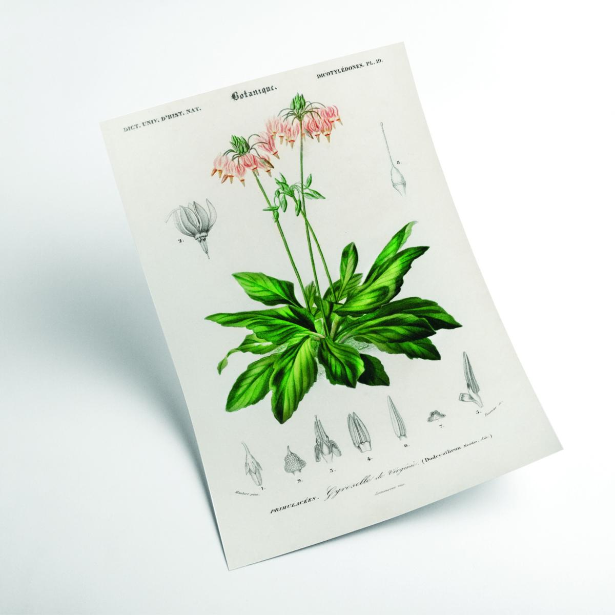 Green Dodecatheon Meadia Small Stanley Print House – image 2