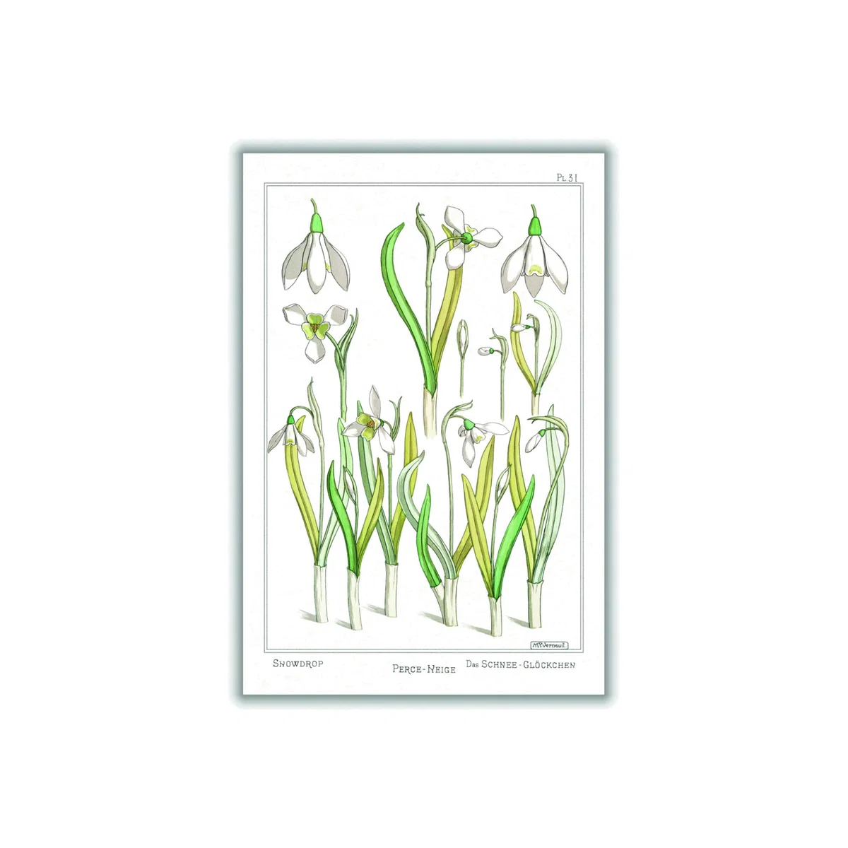 Green Perca Fluviatilis & Gymnocephalus A2 420 X 594Mm Stanley Print House – image 1
