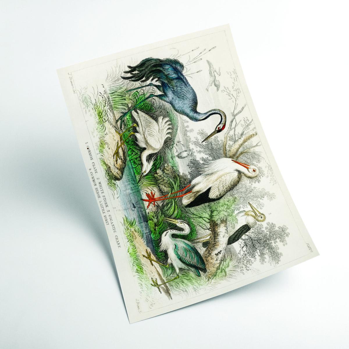 Grey Various Types Of Large Birds A2 420 X 594Mm Stanley Print House – image 2