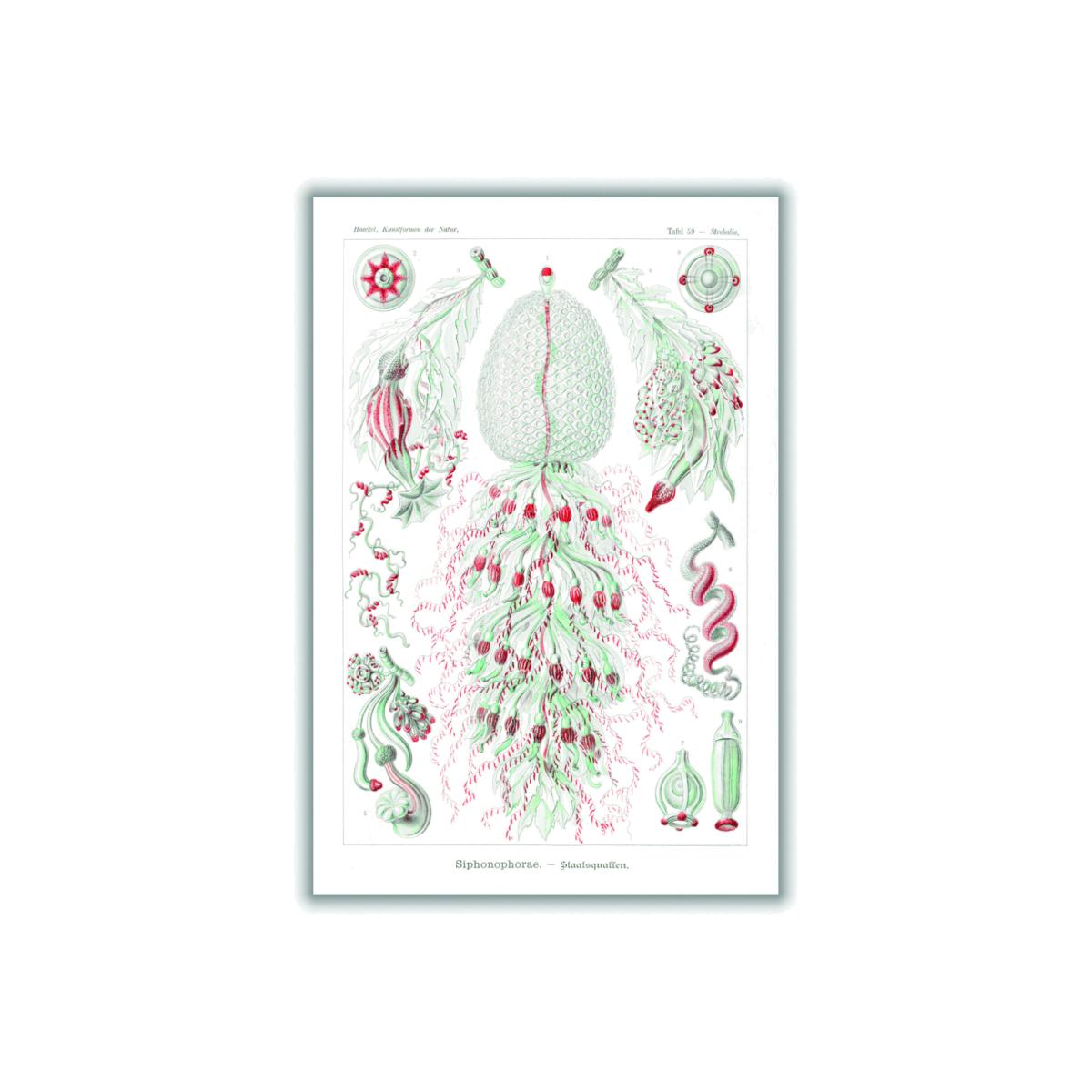 Red Siphonophorae-Staatsquallen Iiii By Ernst Haeckel A4 210 X 297Mm Stanley Print House – image 1