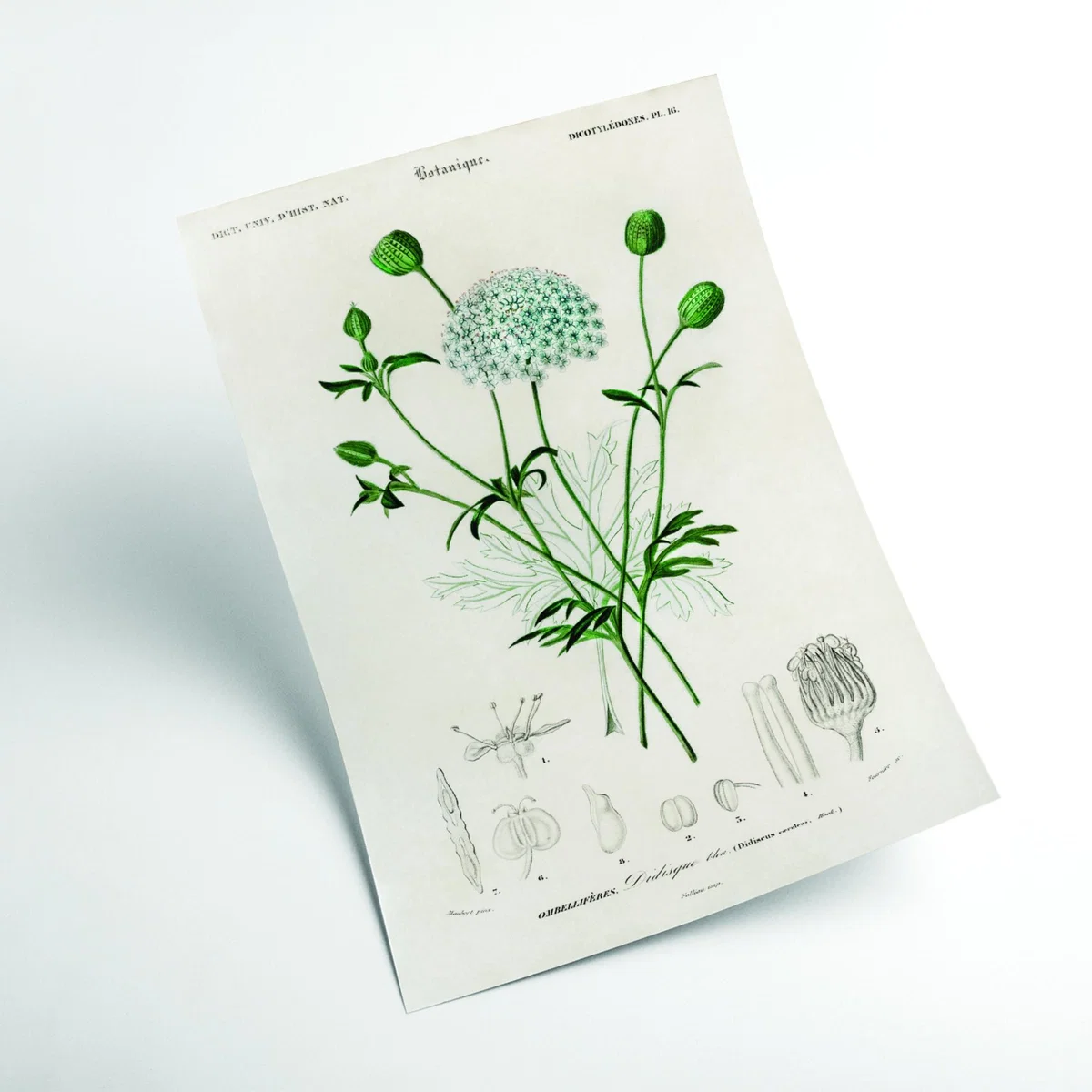 Green Didiscus Caeruleus Large Stanley Print House – image 2