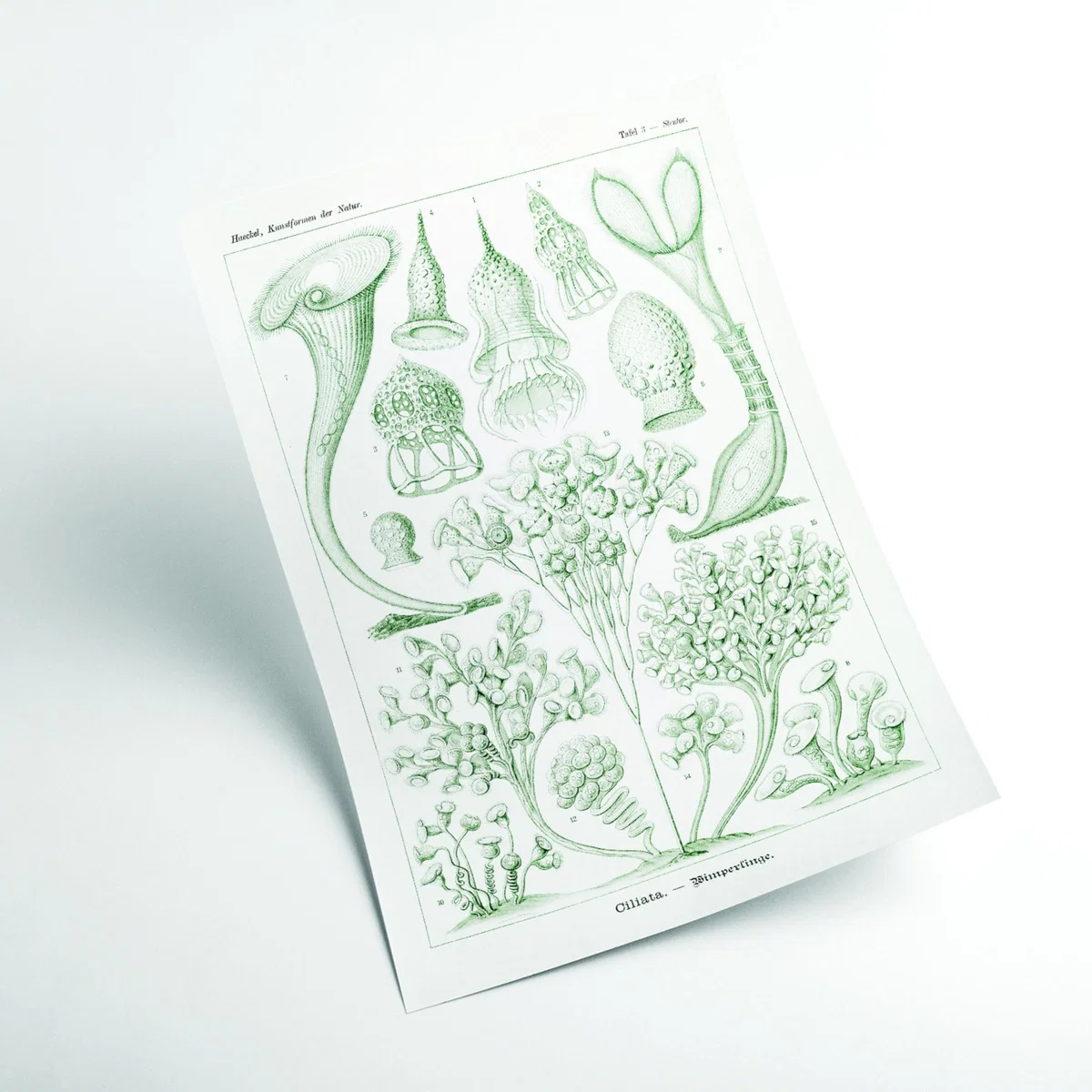 Green Ciliata-Wimperlinge By Ernst Haeckel A3 297 X 420Mm Stanley Print House – image 2
