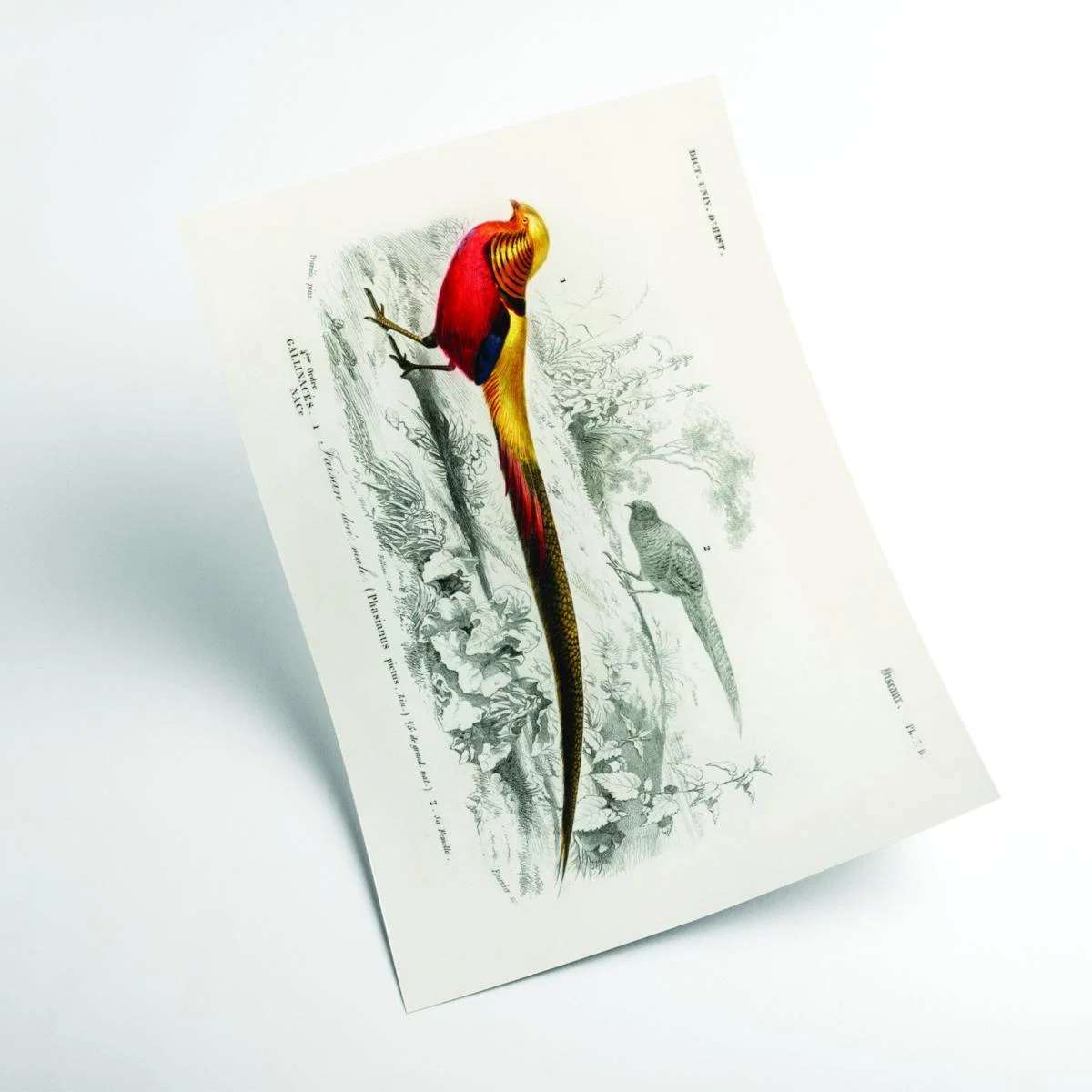 Yellow / Orange Male Golden Pheasant A3 297 X 420Mm Stanley Print House – image 2