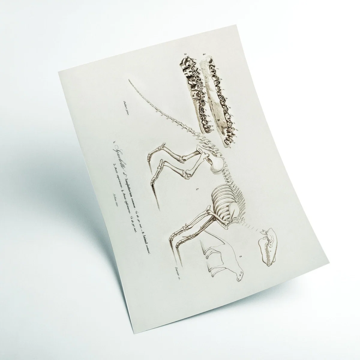 Ungulate Neutrals Large Stanley Print House – image 2