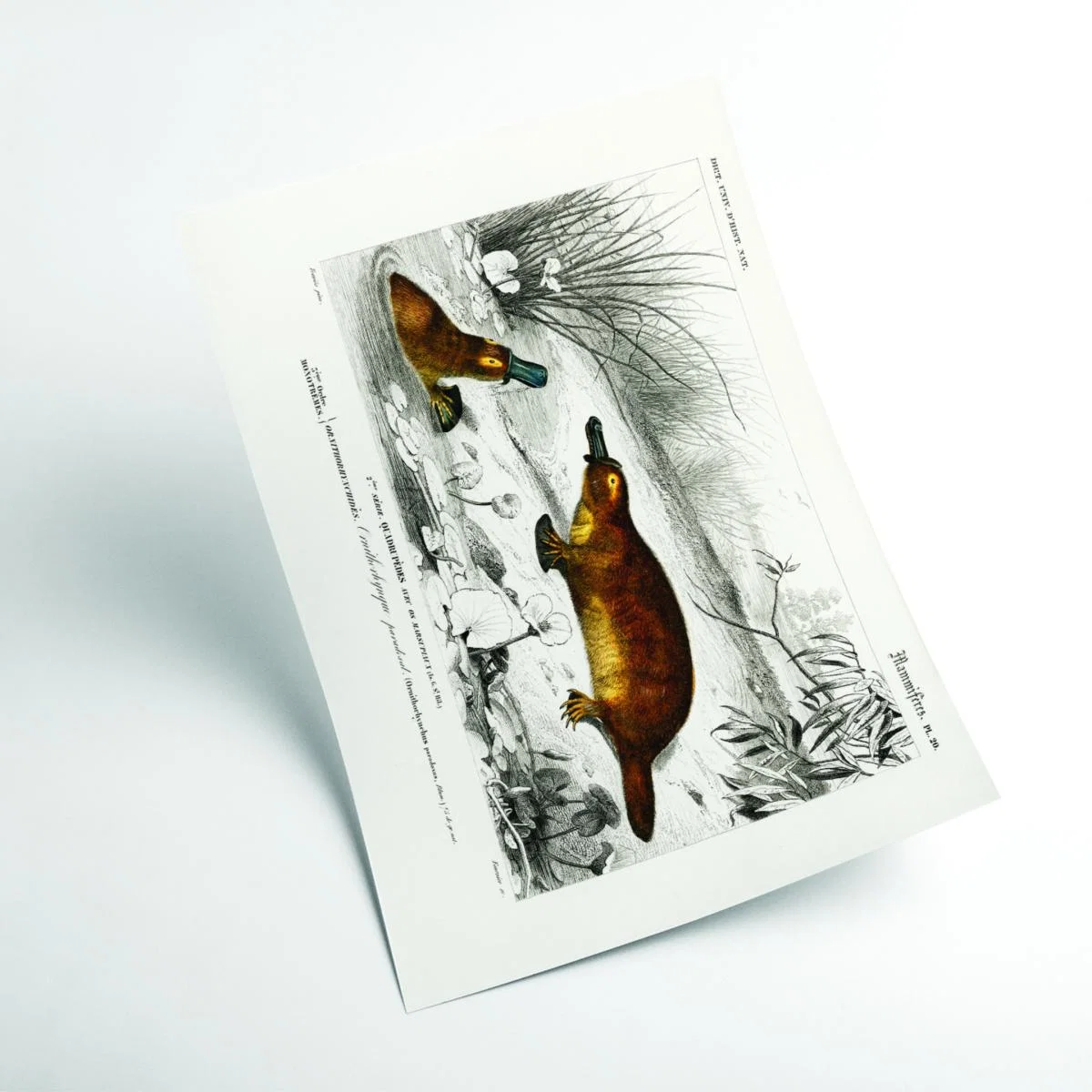 Brown Platypus A2 420 X 594Mm Stanley Print House – image 2