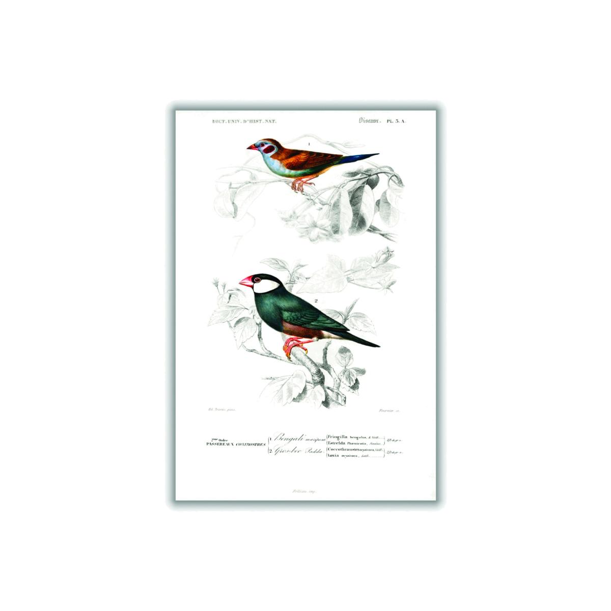 Red-Cheeked Cordonbleuand Java Sparrow Extra Large Stanley Print House – image 1