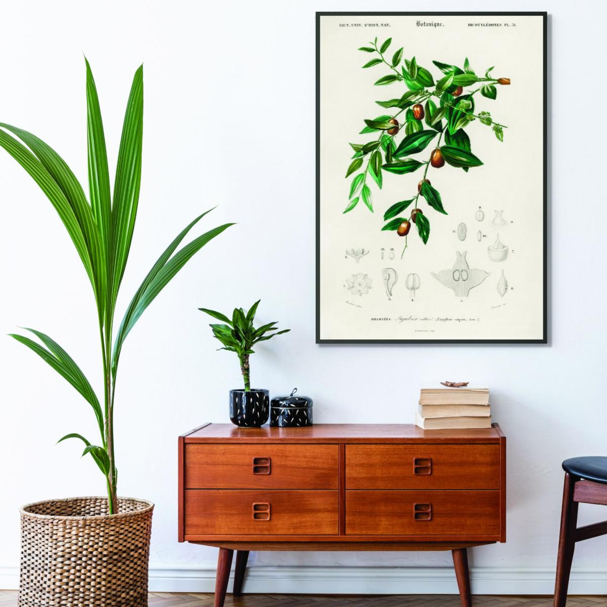 Jujube Red Date By Charles Dessalines D Orbigny Green A2 420 X 594Mm Stanley Print House – image 3
