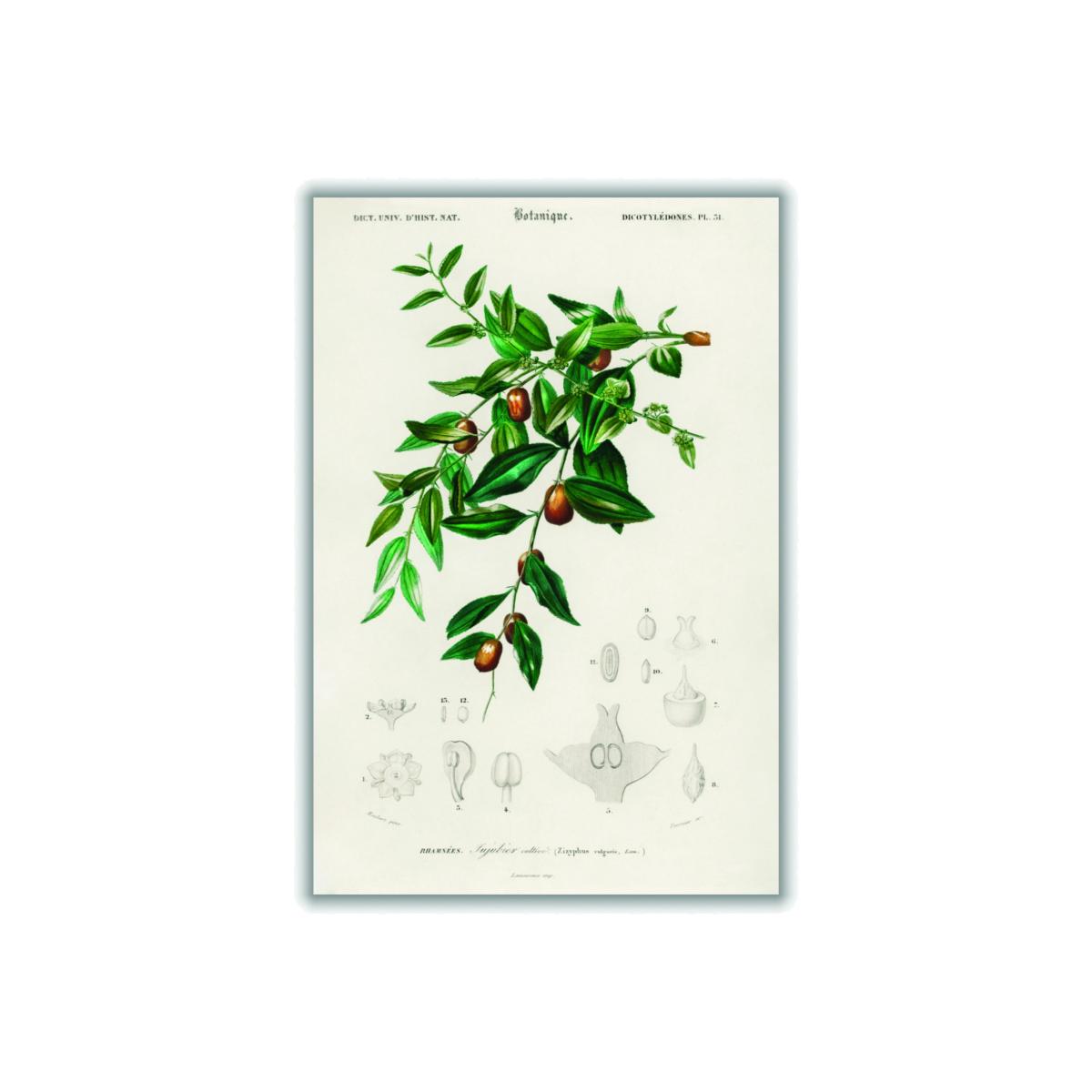 Jujube Red Date By Charles Dessalines D Orbigny Green A2 420 X 594Mm Stanley Print House – image 1