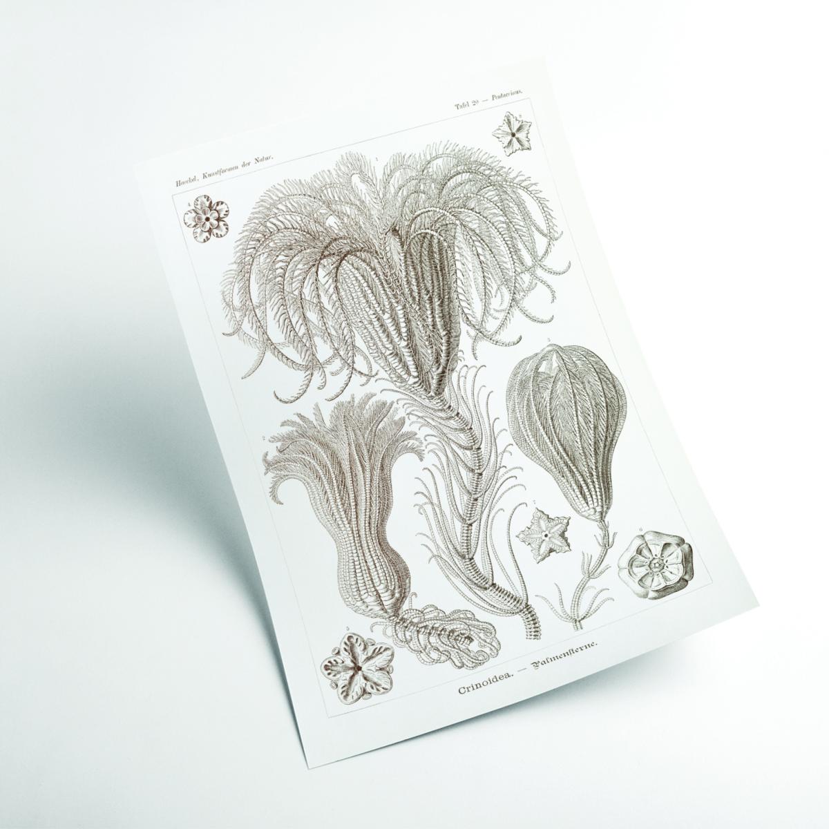 Neutrals Crinoidea-Palmensterne By Ernst Haeckel A3 297 X 420Mm Stanley Print House – image 2