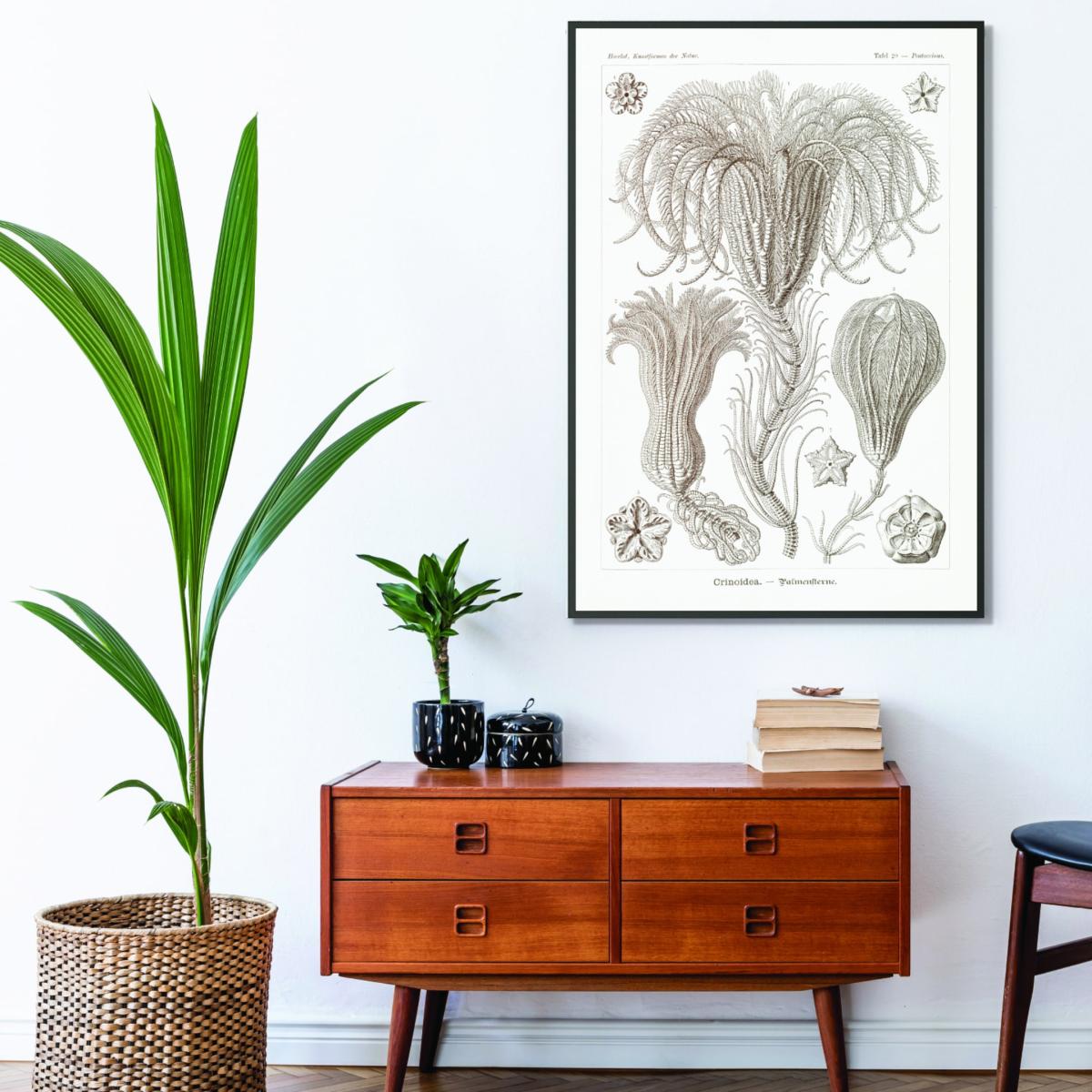 Neutrals Crinoidea-Palmensterne By Ernst Haeckel A3 297 X 420Mm Stanley Print House – image 3