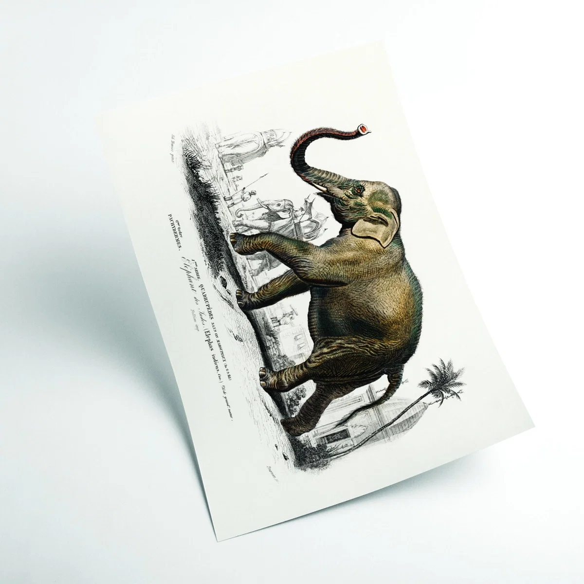 Brown Asiatic Elephant Medium Stanley Print House – image 2
