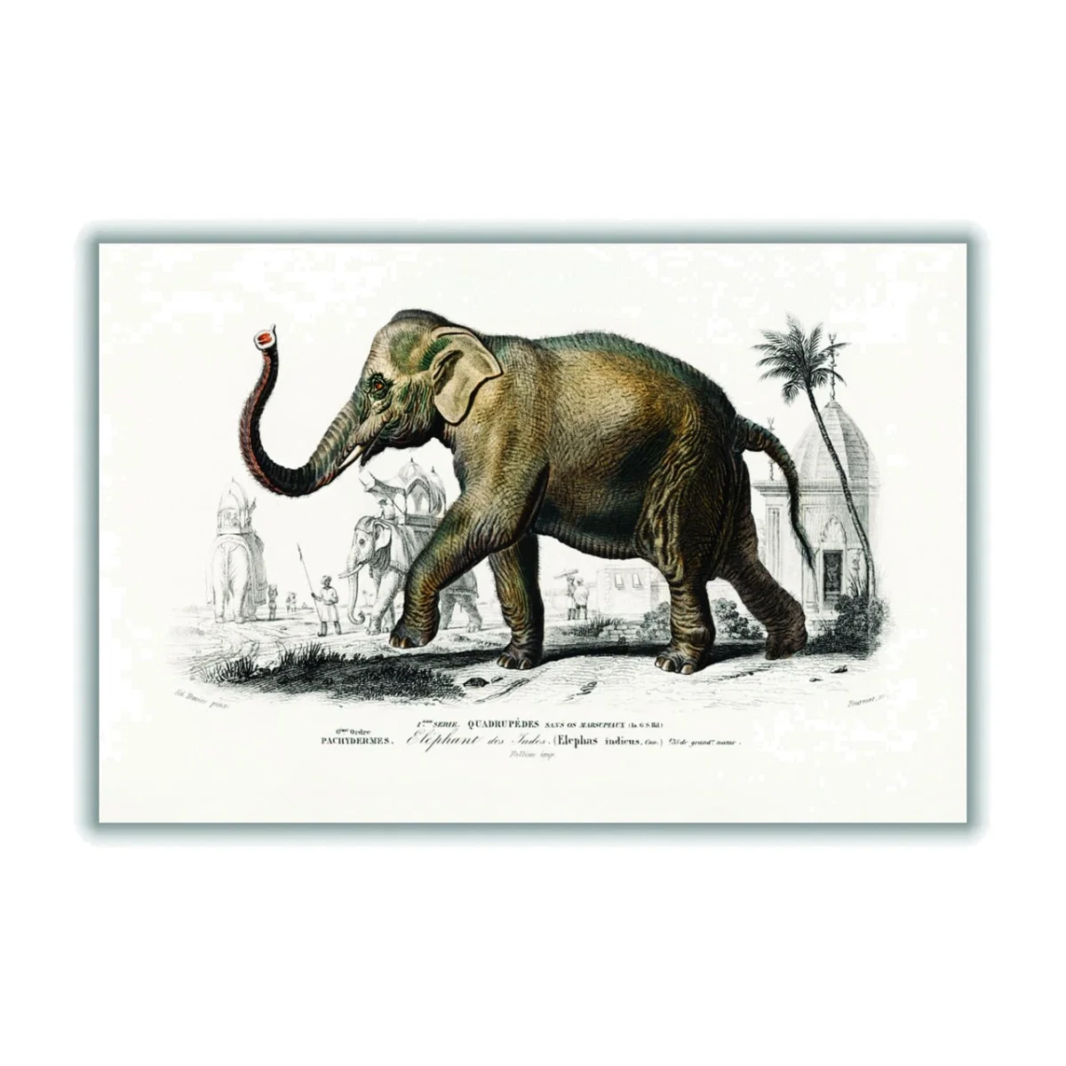 Brown Asiatic Elephant Medium Stanley Print House – image 1