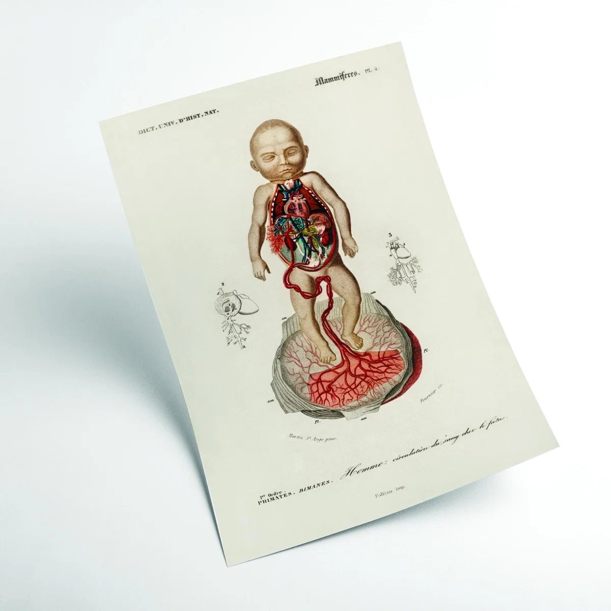 Neutrals Circulation Of The Blood In A Fetus Print A2 420 X 594Mm Stanley Print House – image 2