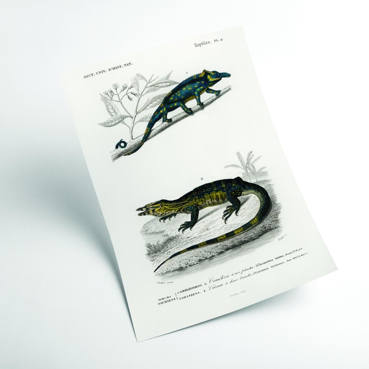 Blue Two-Horned Chameleon A1 594 X 841Mm Stanley Print House – image 2