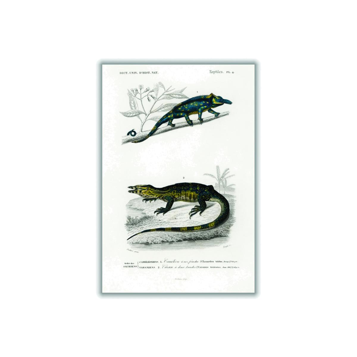 Blue Two-Horned Chameleon A1 594 X 841Mm Stanley Print House – image 1