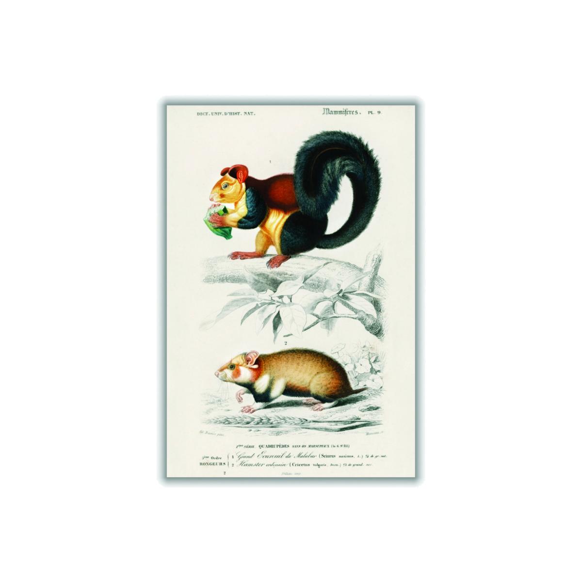 Squirrel And Hamster A3 297 X 420Mm Stanley Print House – image 1