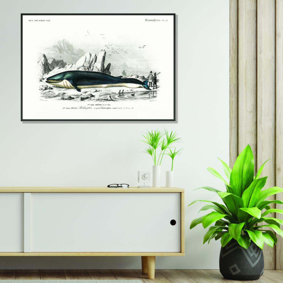 Black Balaenoptera Rorqual Large Stanley Print House – image 3