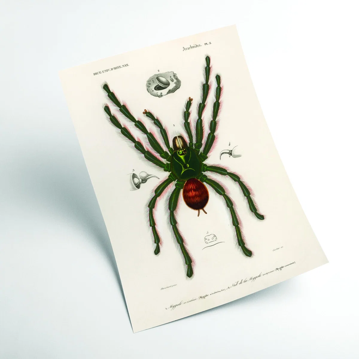 Black Pinktoe Tarantula A2 420 X 594Mm Stanley Print House – image 2