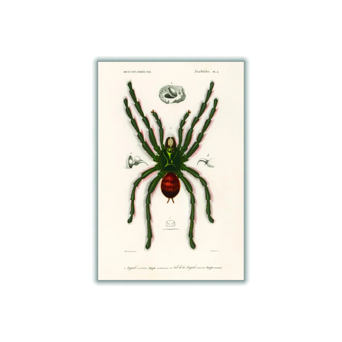 Black Pinktoe Tarantula A2 420 X 594Mm Stanley Print House – image 1