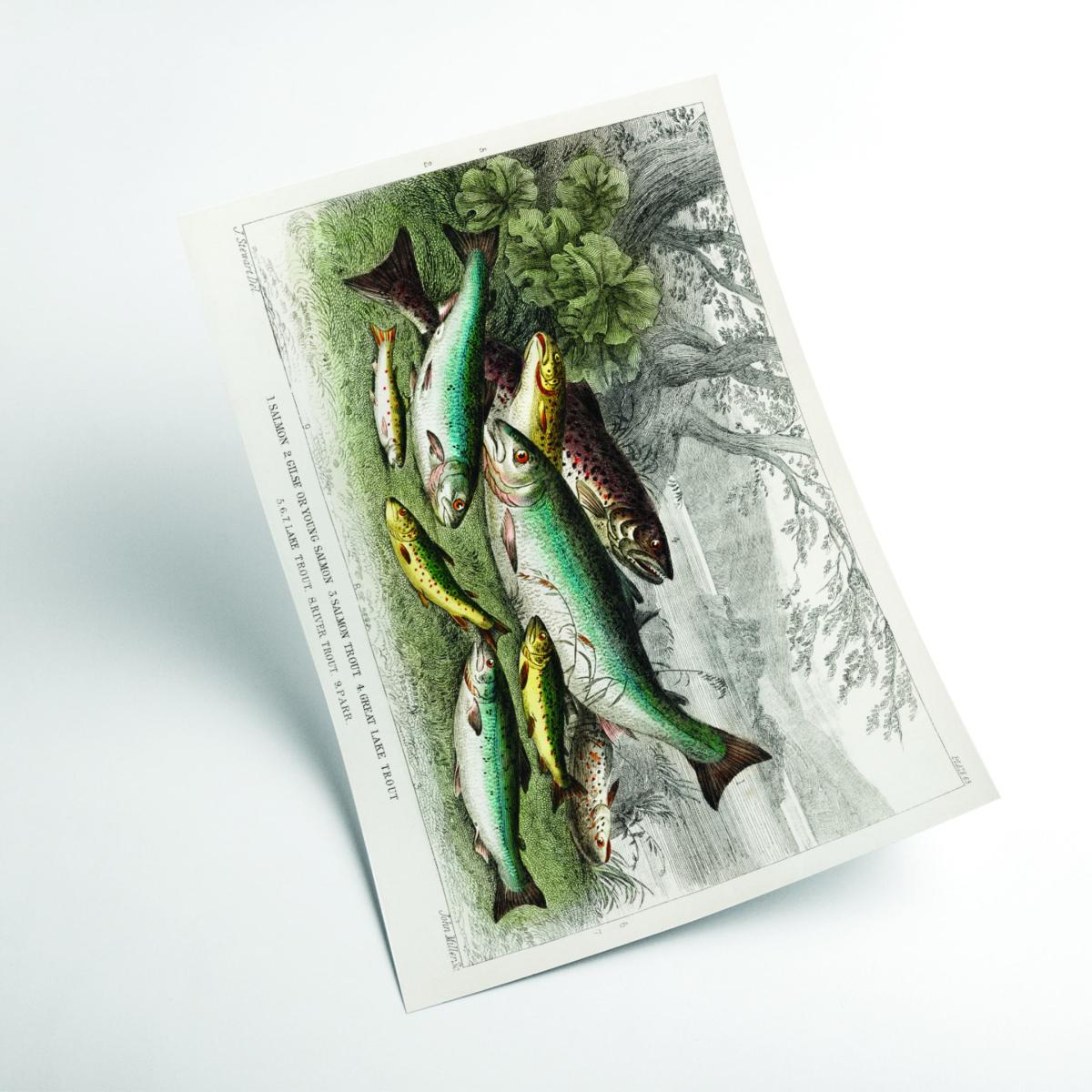 Various Fish Xxs Stanley Print House – image 2