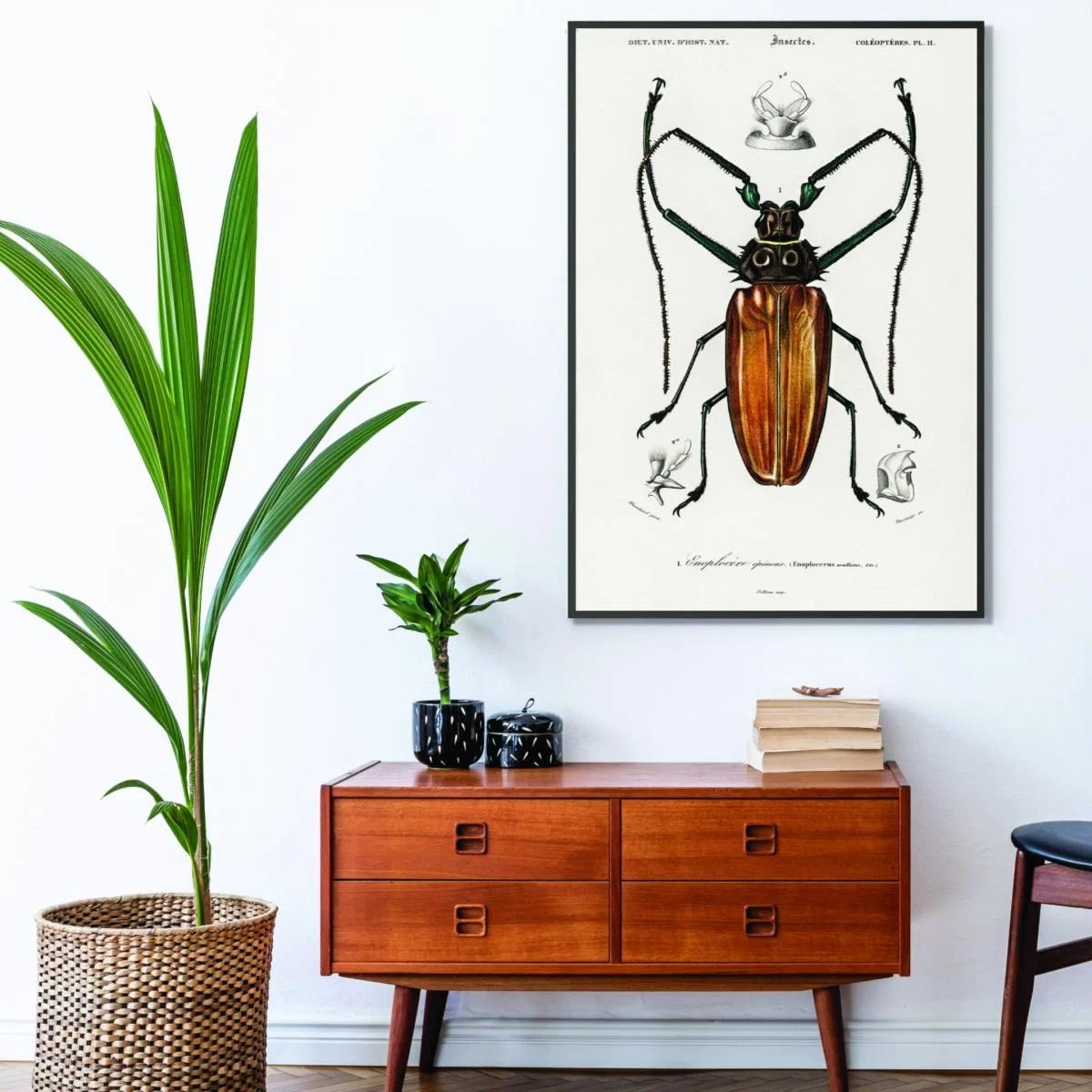 Brown Enoplocerus Armillatus Xxs Stanley Print House – image 3