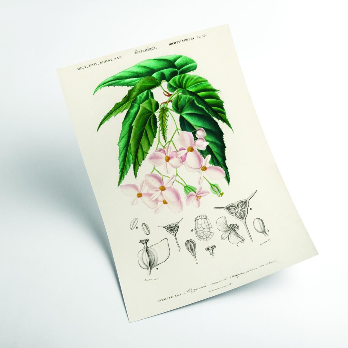 Green Begonia Xxs Stanley Print House – image 2