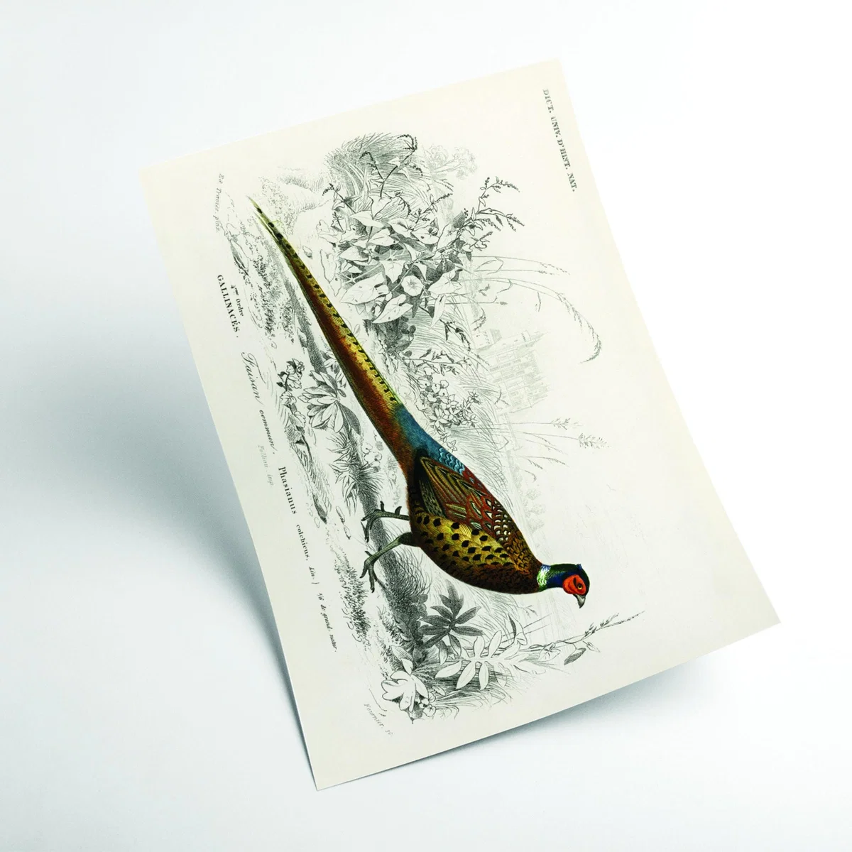 Ring-Neckrd Pheasant A4 210 X 297Mm Stanley Print House – image 2
