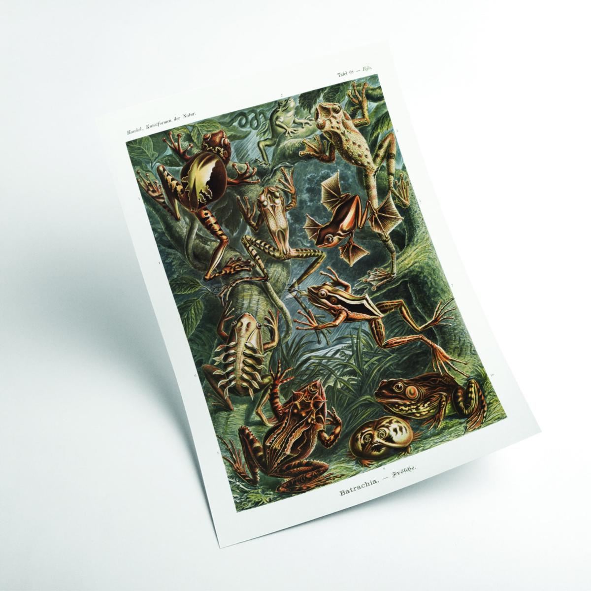 Gold Batrachia-Frösche By Ernst Haeckel A4 210 X 297Mm Stanley Print House – image 2