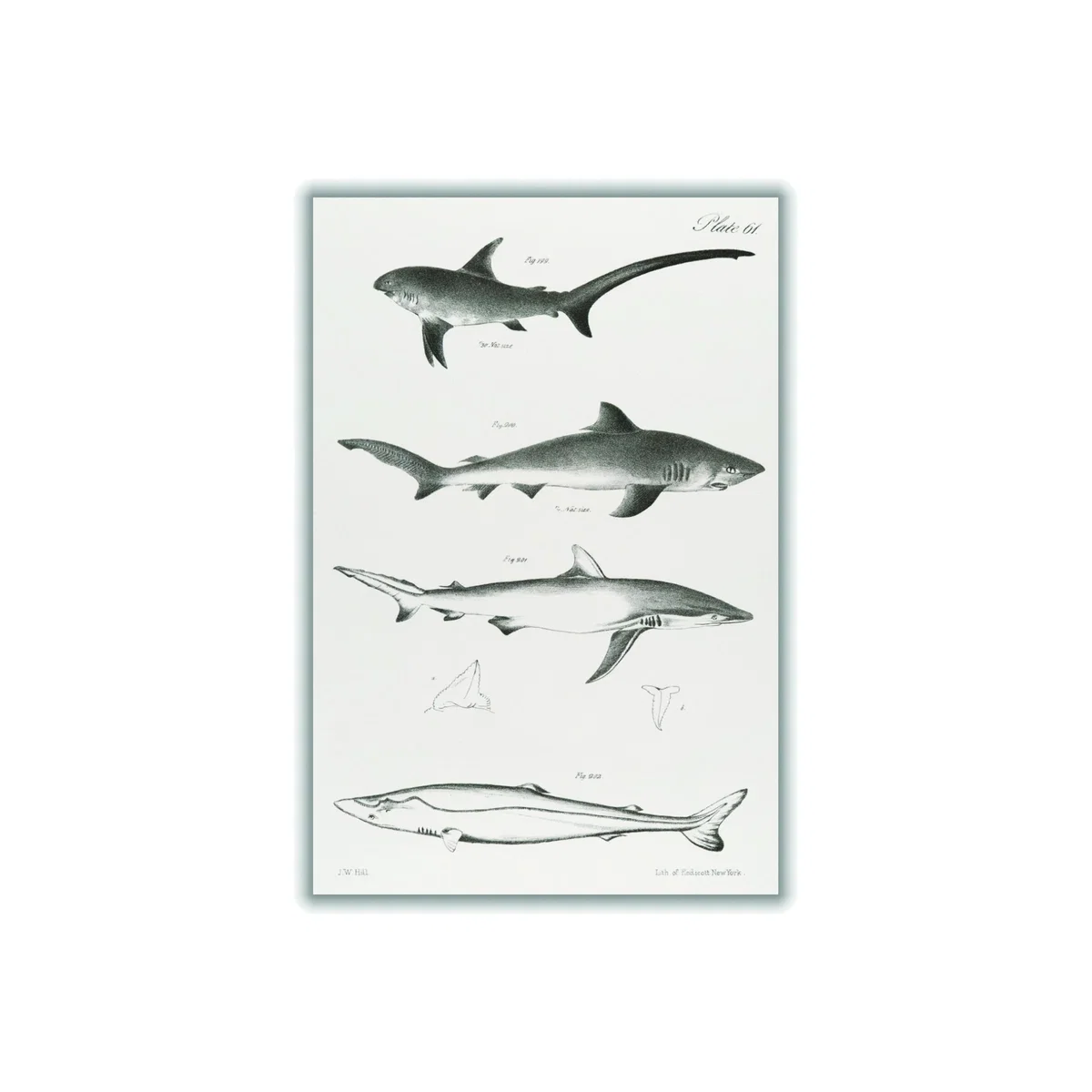 Grey Various Sharks Xxs Stanley Print House – image 1