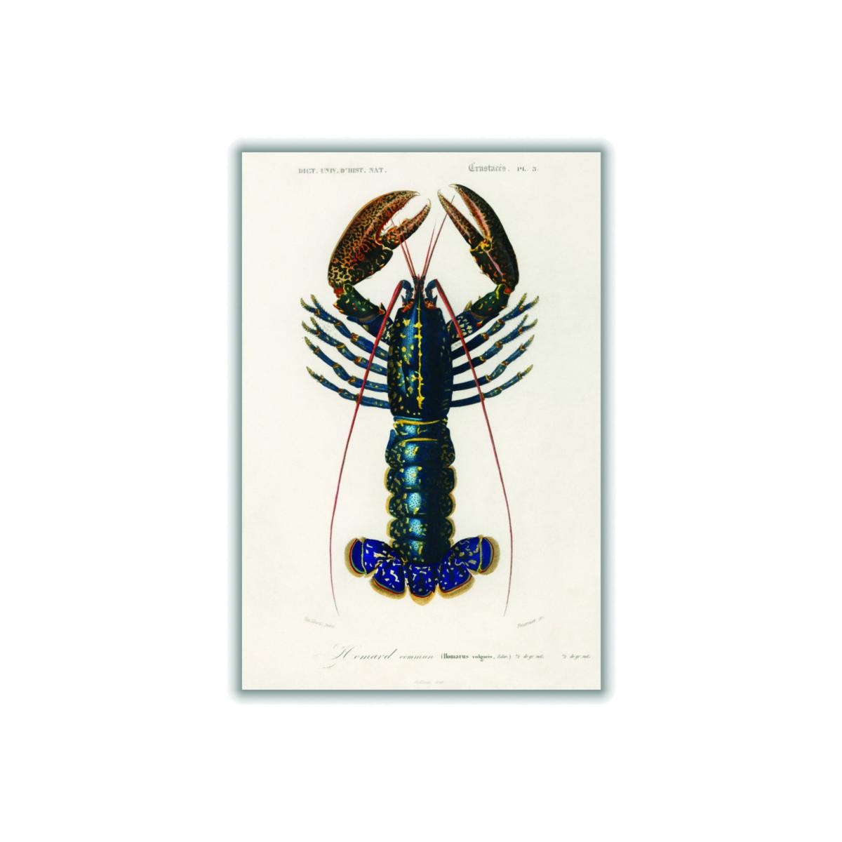 Crimson Crawfish I A4 210 X 297Mm Stanley Print House – image 1