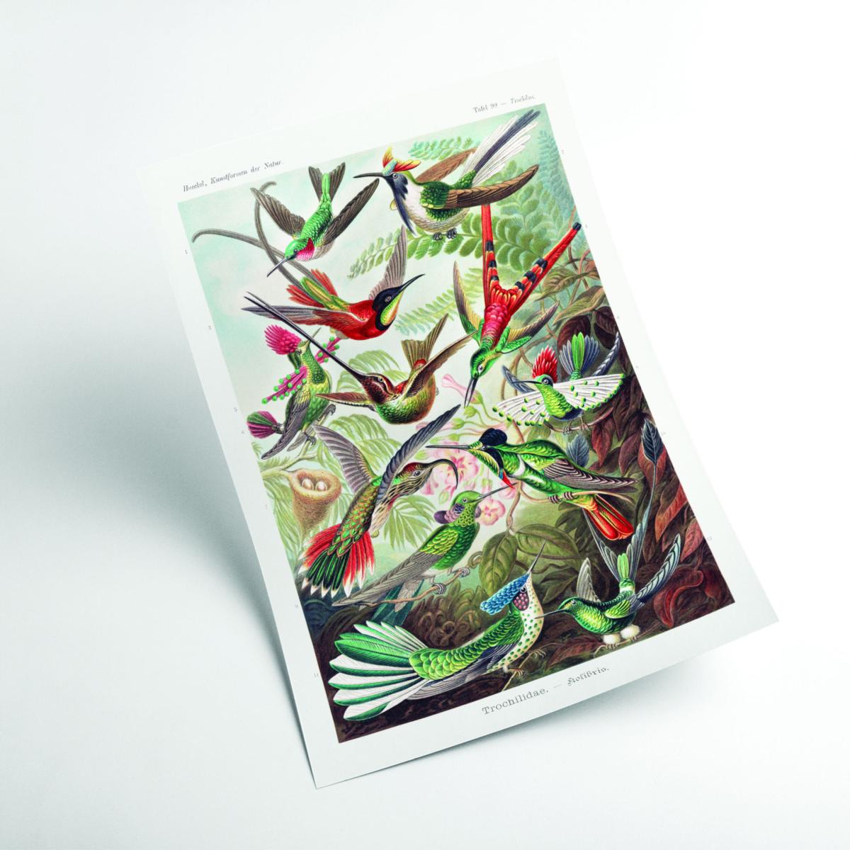 Trochilidae-Kolibris By Ernst Haeckel A4 210 X 297Mm Stanley Print House – image 2