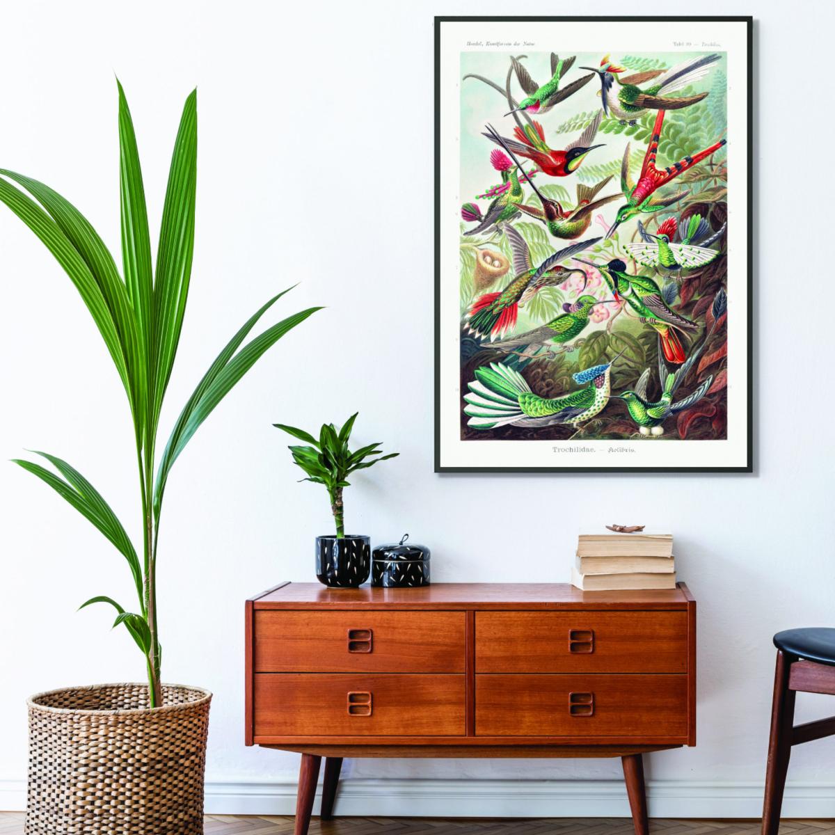 Trochilidae-Kolibris By Ernst Haeckel A4 210 X 297Mm Stanley Print House – image 3