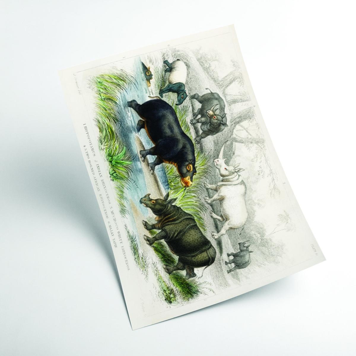 Grey Hippo's And Rhino's Medium Stanley Print House – image 2