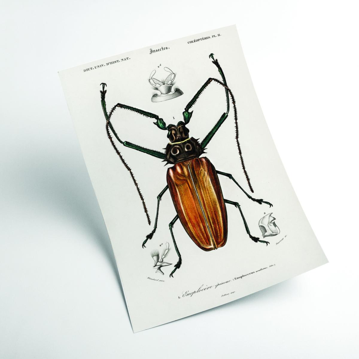 Brown Enoplocerus Armillatus A1 594 X 841Mm Stanley Print House – image 2